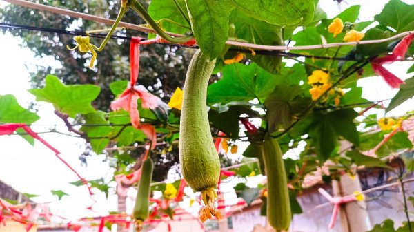 快牛策略 丝瓜花开情意浓 - 海报新闻